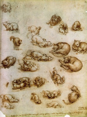 Leonardo da Vinci cat sketch