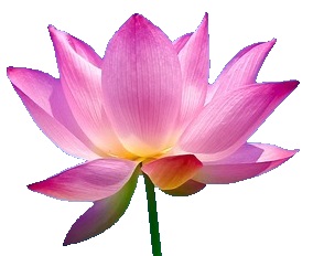 Original lotus flower image