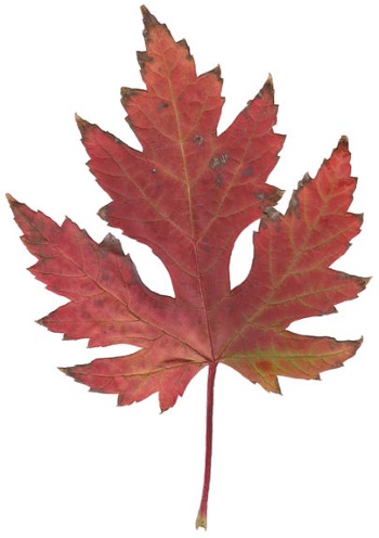 Original maple leaf image