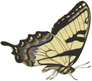 Butterfly image