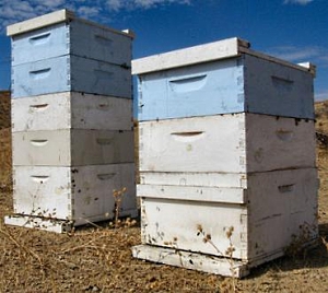 Beekeeping Hive