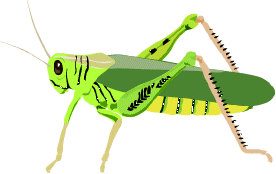 Grasshopper