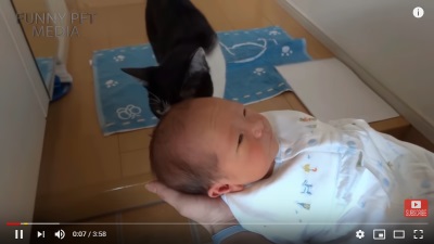 baby and pet videos are very popular
